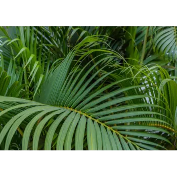 Areca Palm Plant